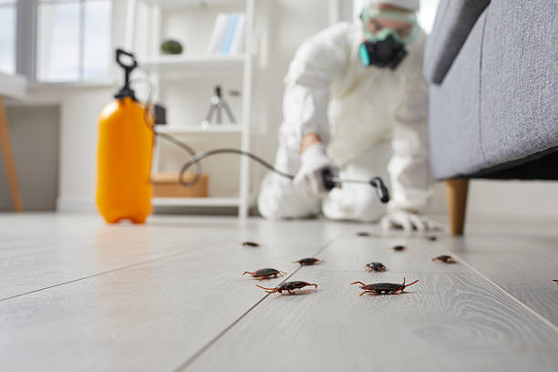 Commercial Rodent Management in Estacada